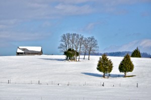 Elephant on South River