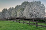 Bradford Pears in Spring