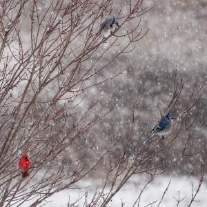 Bluejays and Cardinal