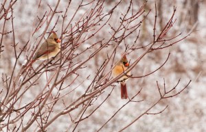 Two Female Cardinals