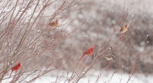 Four cardinals and a Sparrow