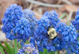 Bumblebee on Hyacinth