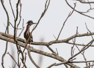 Green Heron