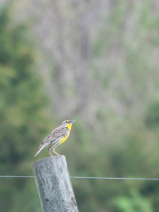 Meadowlark