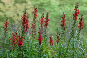 Cardinal Flower