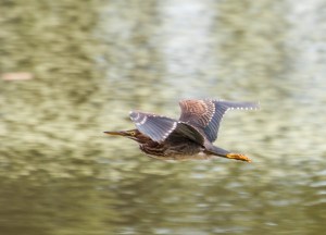 Green Heron 2