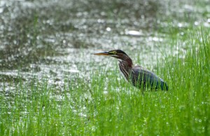 Green Heron