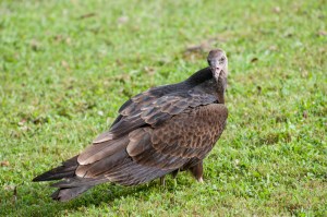 Turkey Vulture