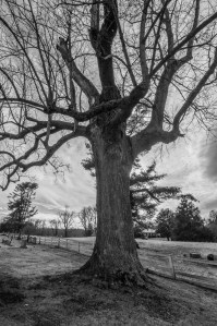 Tree at Waddill Church