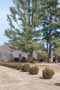 Pillars and Pine trees