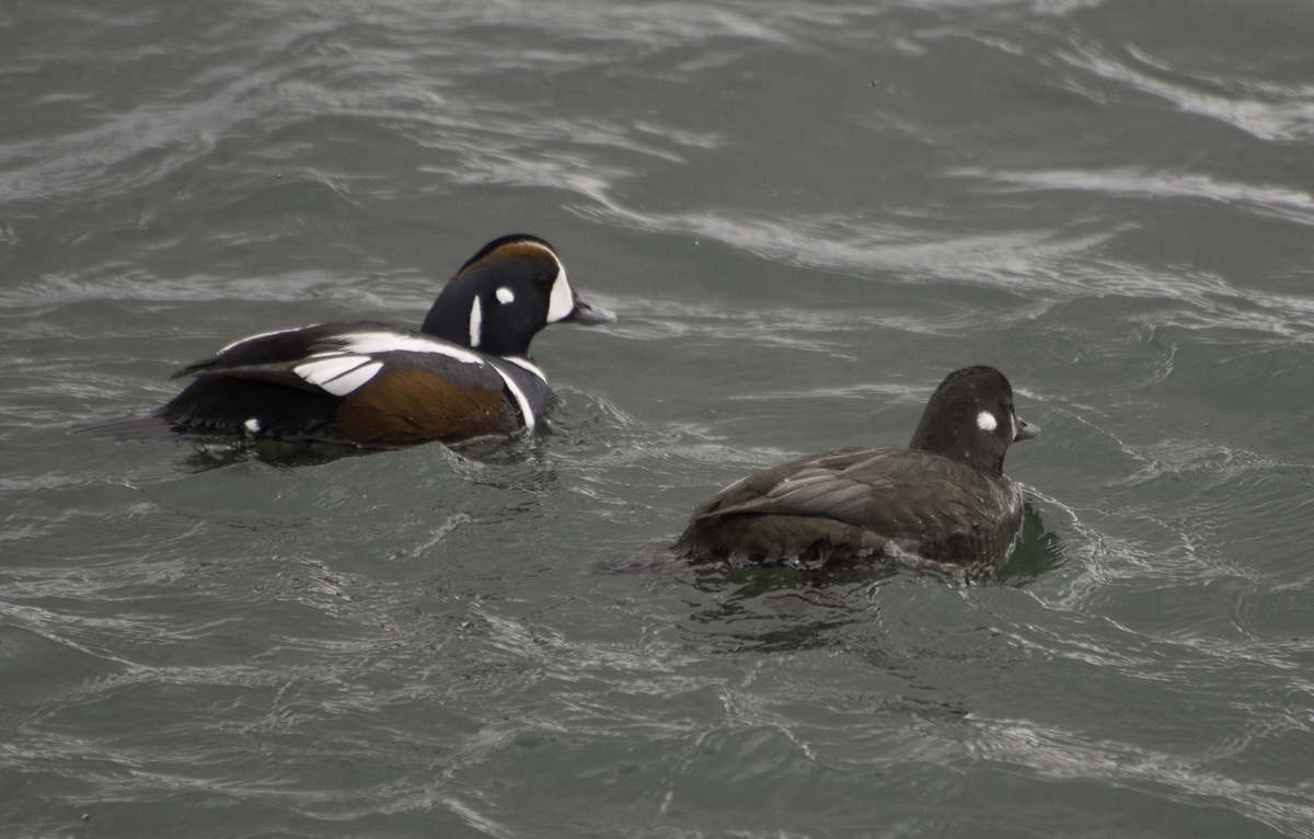 Harlequin ducks