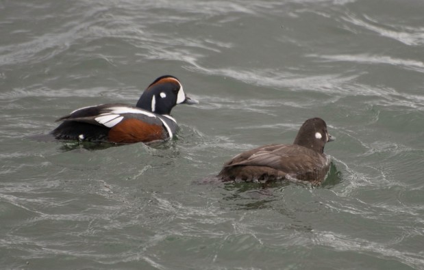 Harlequin ducks