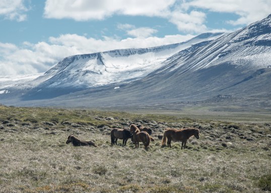 Landscape 6 with horses