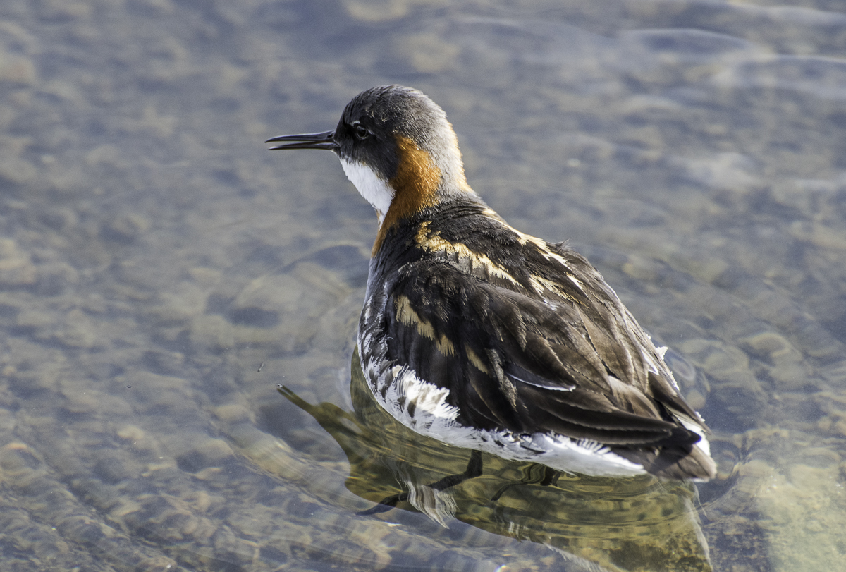 Phalarope